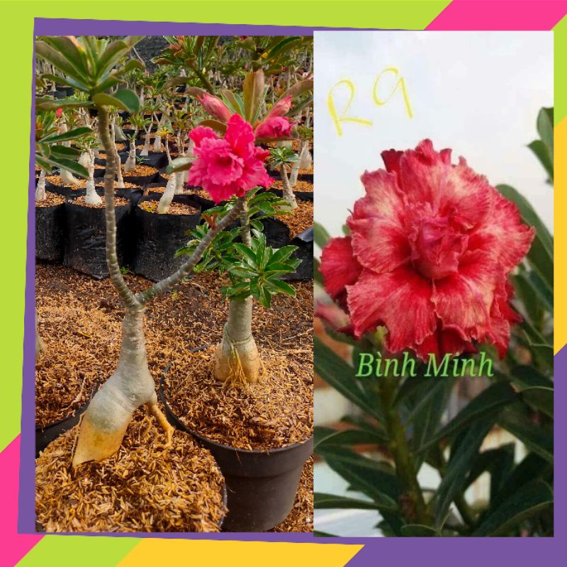 ADENIUM BUNGA TUMPUK SIZE C ID BIHMIN / TANAMAN HIAS /ADENIUM /KAMBOJA JEPANG