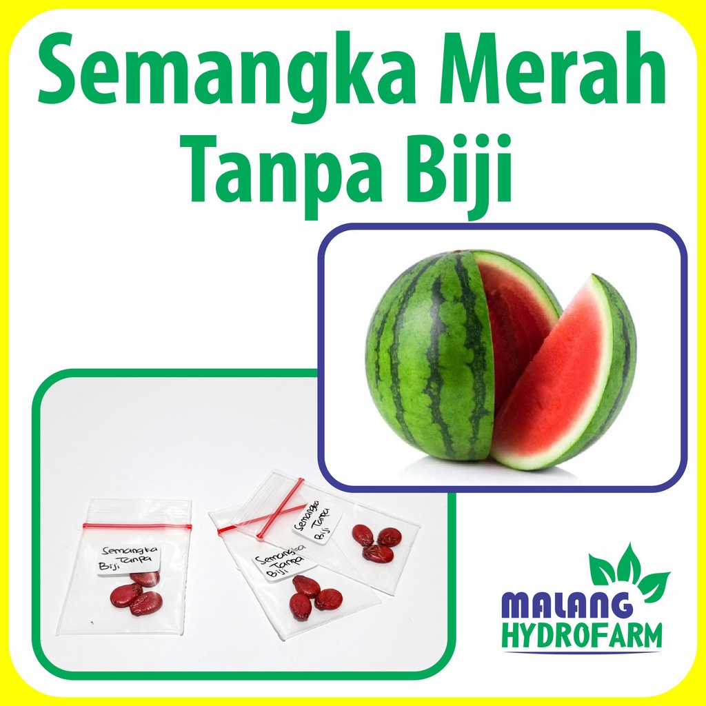 Jual Benih Semangka Merah Tanpa Biji Unggulan Berkualitas Merah Nonbiji