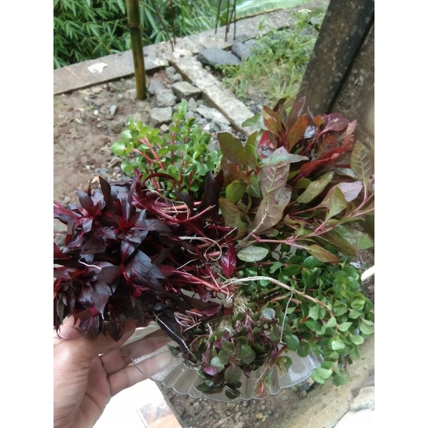 100 batang tanaman aquascape campur 6 jenis