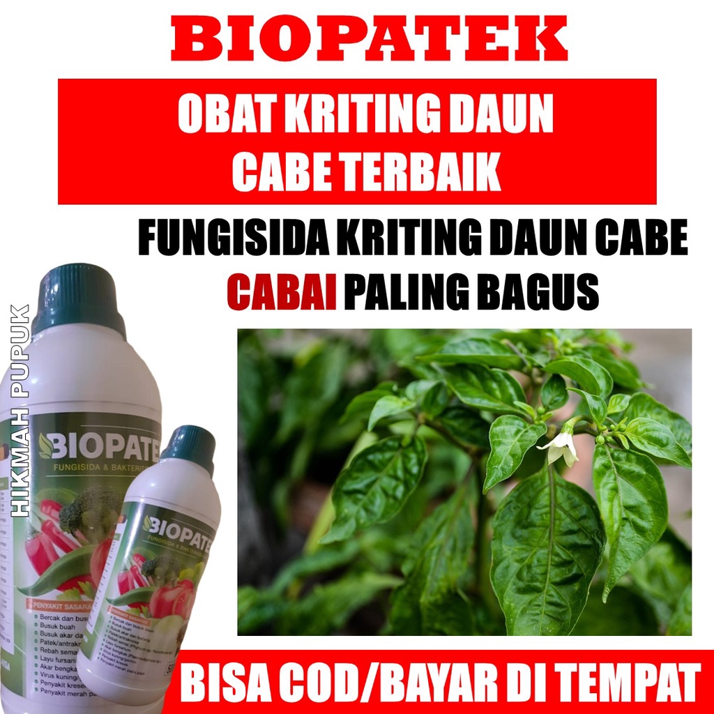 OBAT HAMA PATEK/Daun Kuning Keriting CABE BIOPATEK, Obat Daun Kuning Keriting Cabe Ampuh Nopatek, An