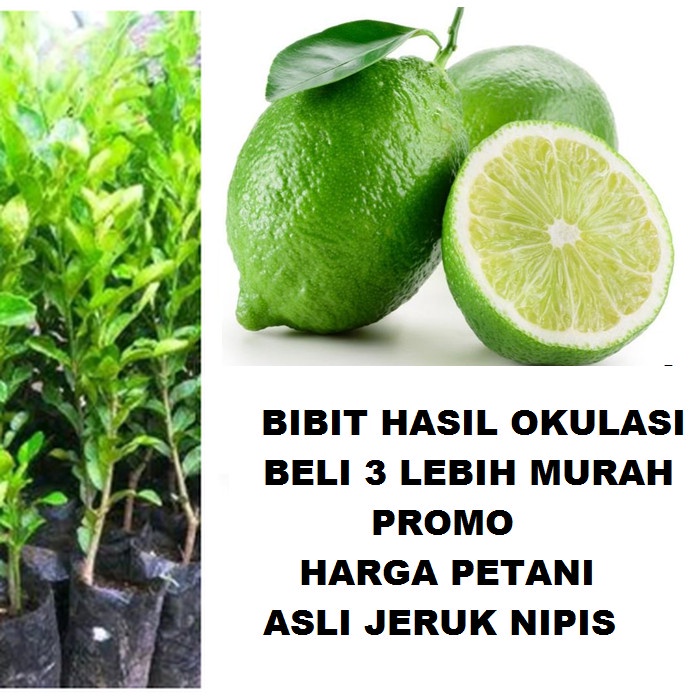 Bibit Tanaman Pohon Jeruk Nipis Hasil Okulasi Jaminan Asli FF11