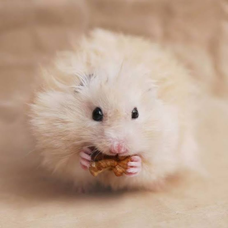 Walnut Spray Snack Hamster Gnawing Walnut Utuh