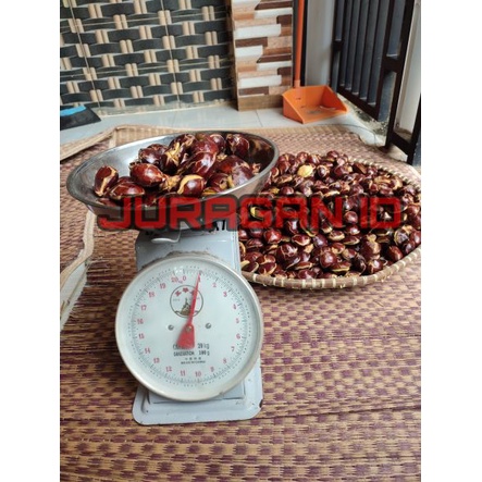 

Jengkol Fresh Segar Termurah