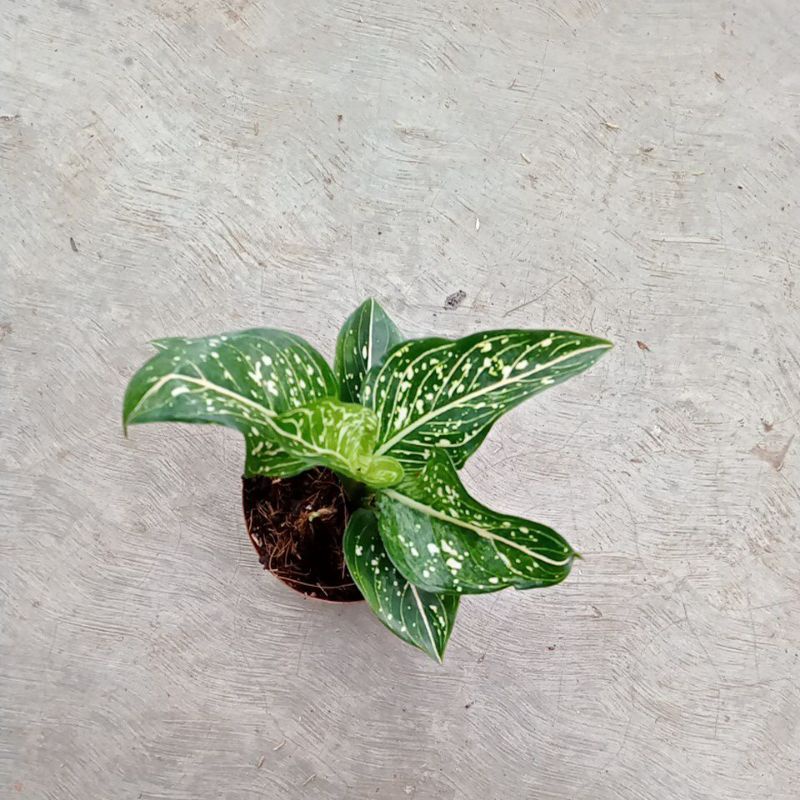 aglonema Siti Nurhaliza