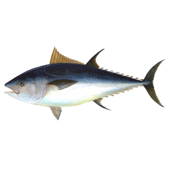 

Tulang ikan tongkol 1kg
