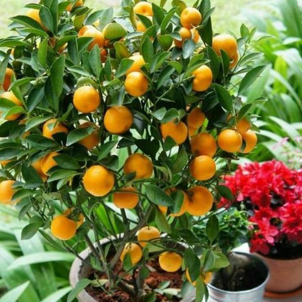 joss bibit jeruk santang madu berbuah viral