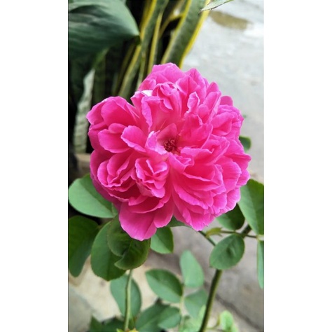 tanaman bunga MAWAR KAMPUNG pink super wangi