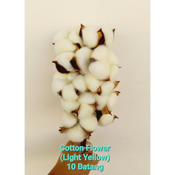 Artificial Cotton Flower Bouquet / Bunga Kapas Palsu Buket / Bunga Kapas Bucket / Bunga Meihua Imlek Kapas Palsu