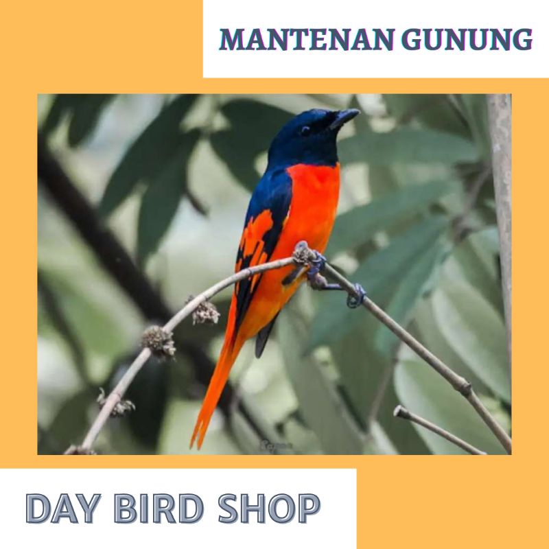 BURUNG MANTENAN GUNUNG JANTAN RAWATAN