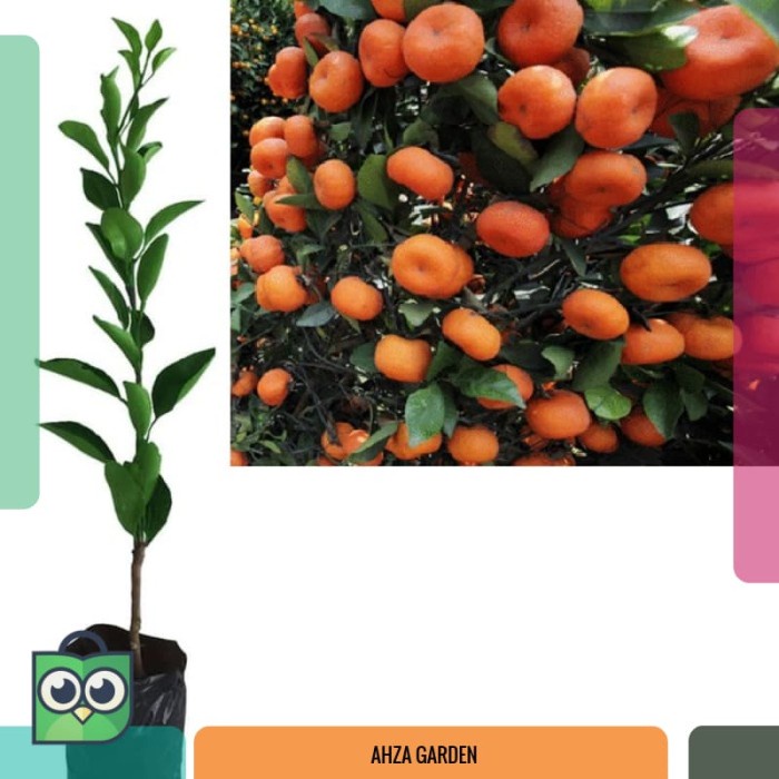 Bibit Tanaman Pohon Jeruk Santang Madu Bibit Jeruk Santang Madu Buah AA99