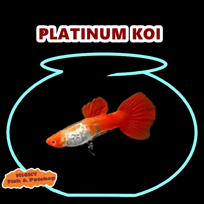 Guppy Platinum Koi Jantan Grade INDUKAN