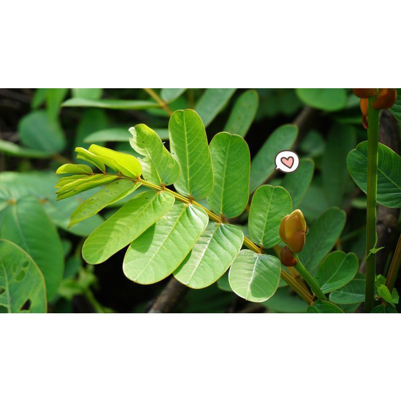 Daun Ketepeng China Isi 35 Lembar, Untuk Mengobati Penyakit Kulit Eksim, Panu, Kurap.