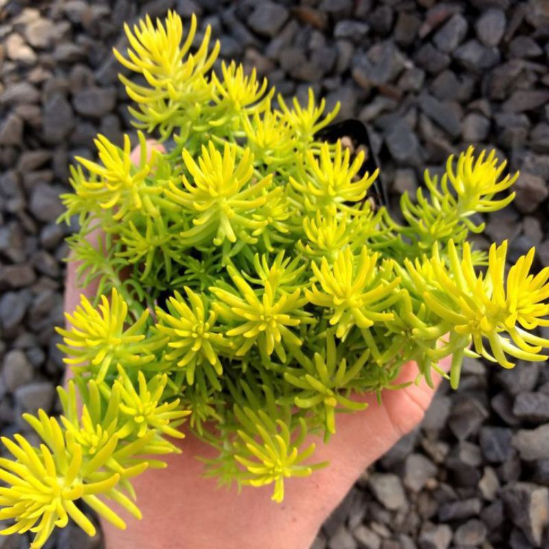 Sukulen Gantung Sedum Angelina