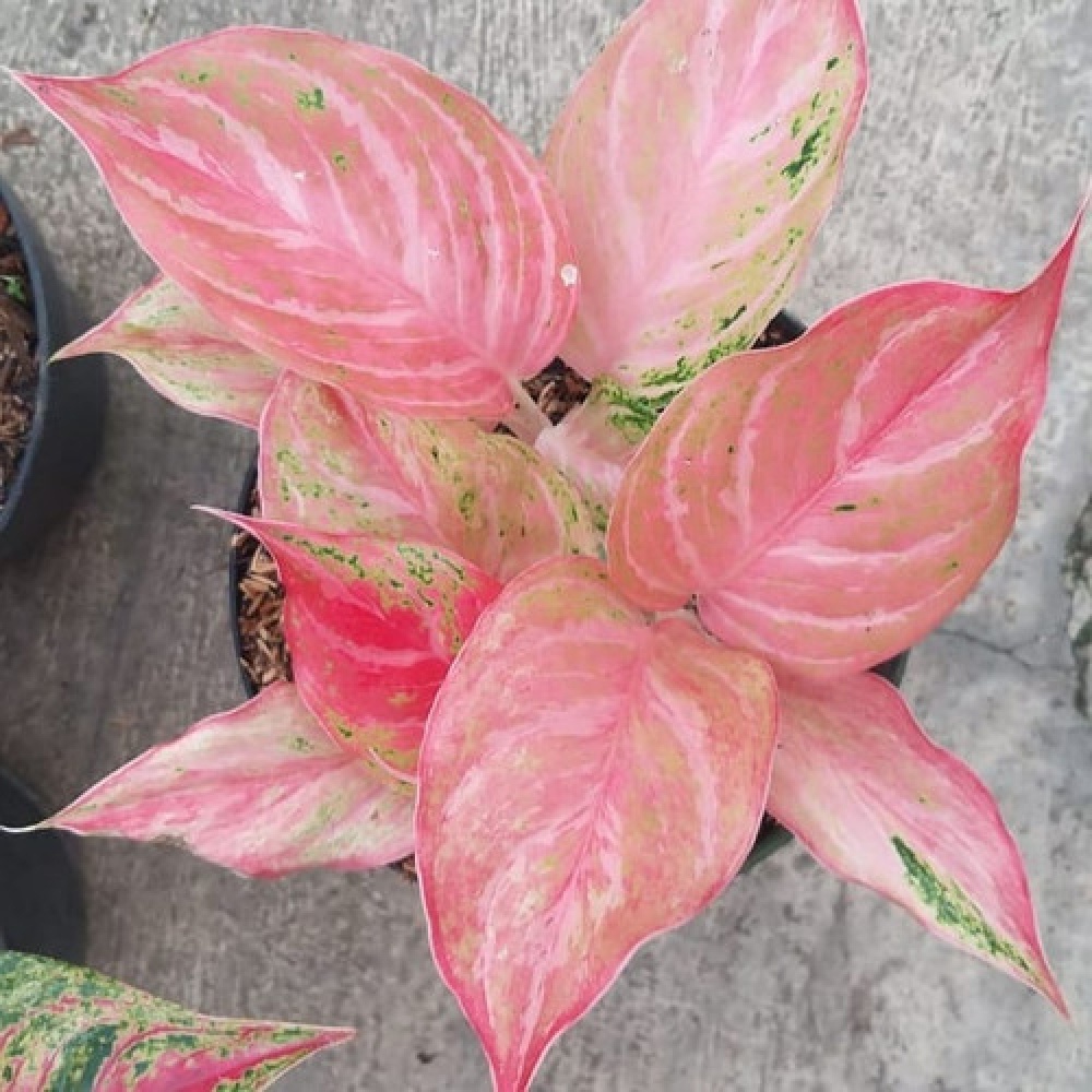 Aglonema Bidadari