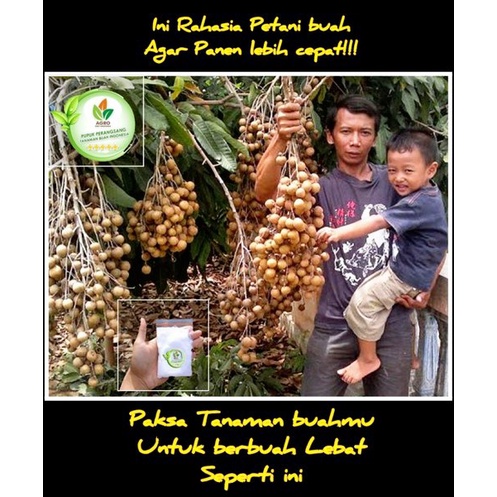 Jual Pupuk Agro Pupuk Agro Bibit Pupuk Perangsang Dan Pelebat Buah