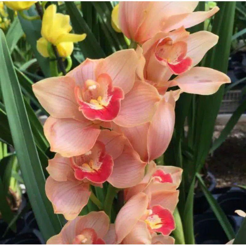 Anggrek Tanah Coral Red - Tanaman hias hidup Anggrek Tanah - Bunga Anggrek Tanah - Tanaman hias Angg