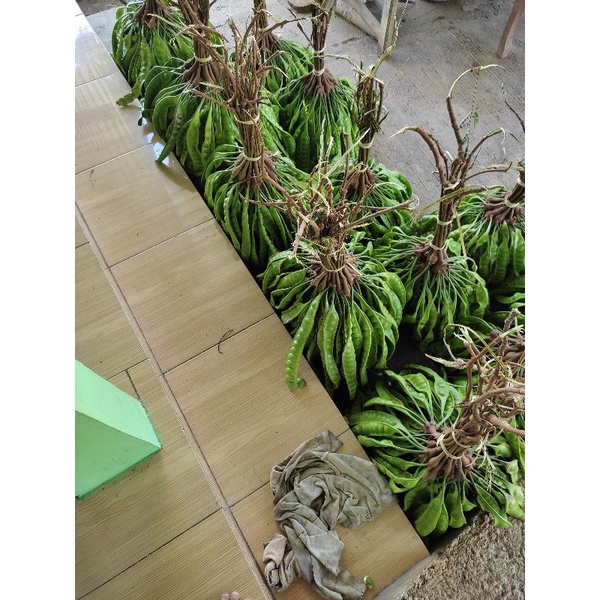 

pete/petai fresh ukuran sedang per lonjor