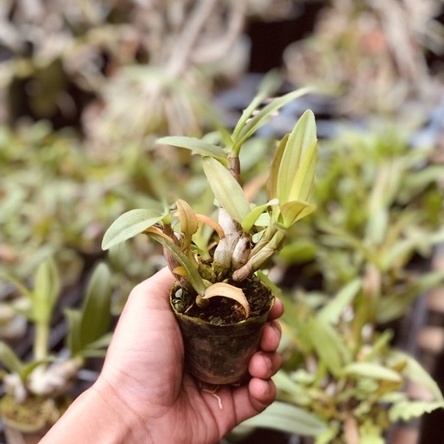 Dendrobium Enobi Purple Dewasa Siap Bunga