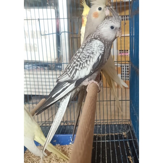 Burung falk white face limited edision