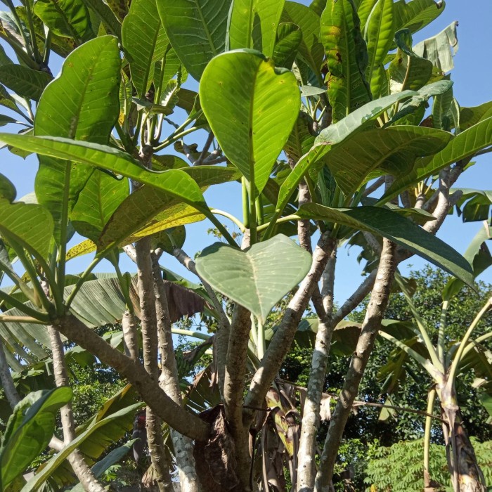 Pohon kamboja bali becabang rimbun 3 meter