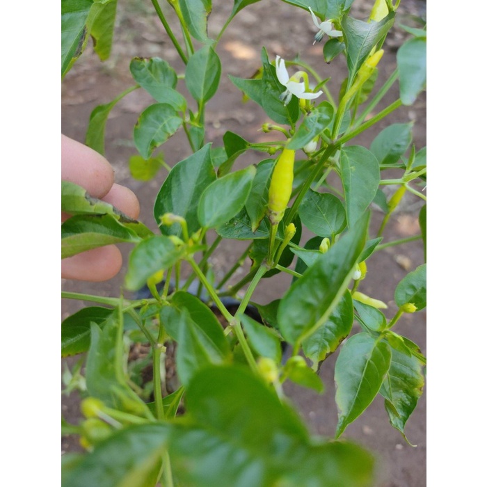 Bibit Cabe Rawit Putih Pohon Buah Cabai Unik EE44