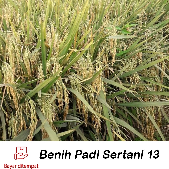 Benih Padi SERTANI 13 Berkualitas 5kg