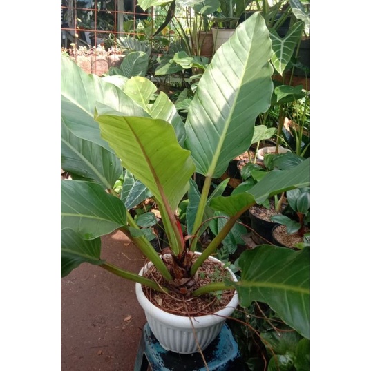 TERMURAH  Philo Melonii JUMBO SIAP Pajang Tanaman Hias Philodendron