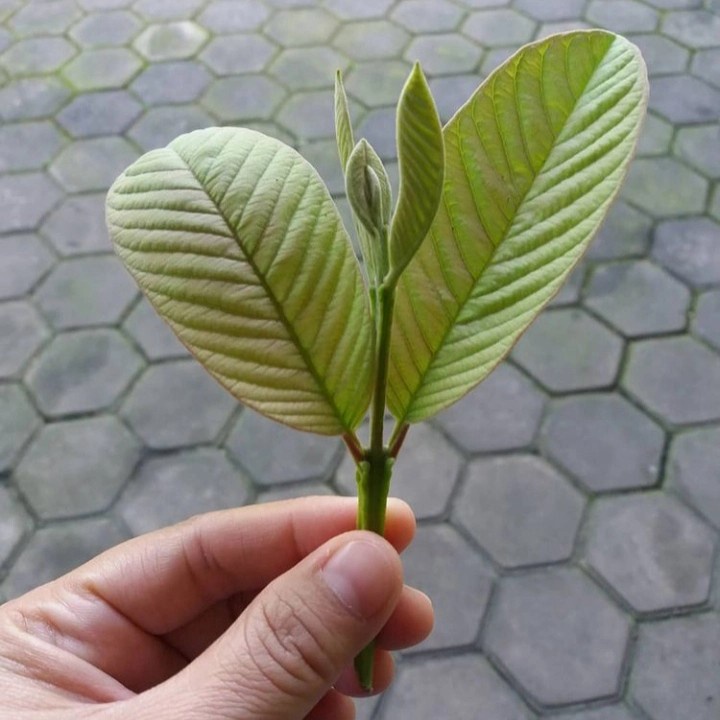 

Daun jambu biji segar netto 100 gram organik daun dipetik dadakan untuk obat herbal