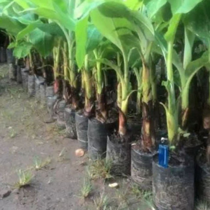 bibit pohon pisang tanduk unggul aa33