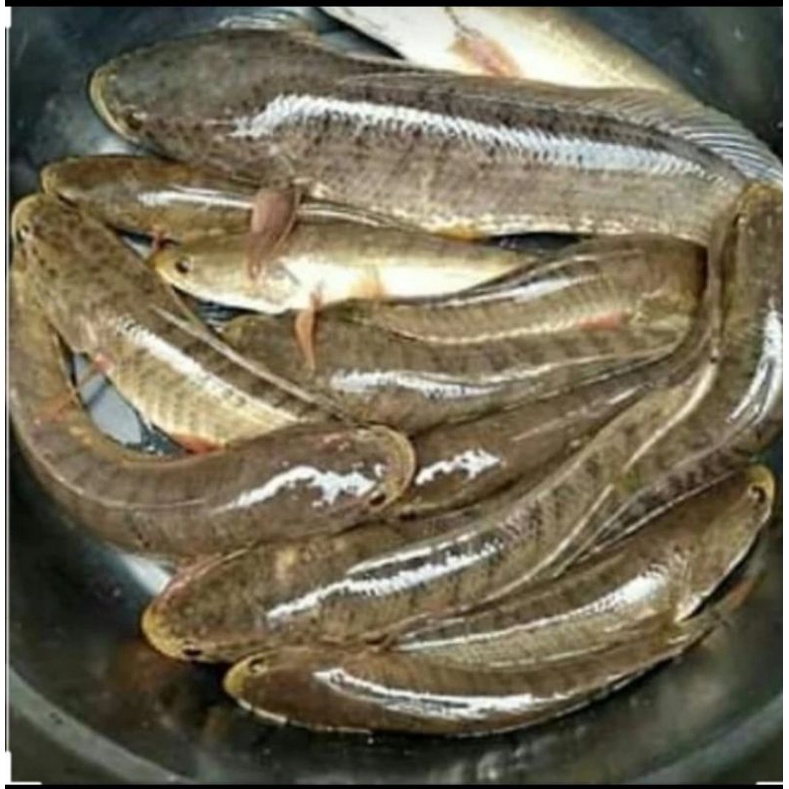 

ikan gabus segar 1kg