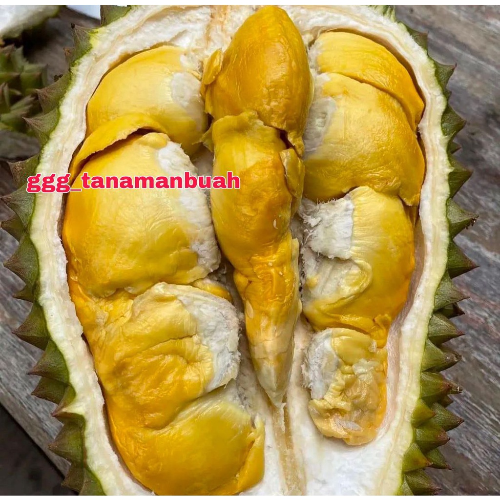 Bibit Durian Bawor Hasil Okulasi Siap Berbuah