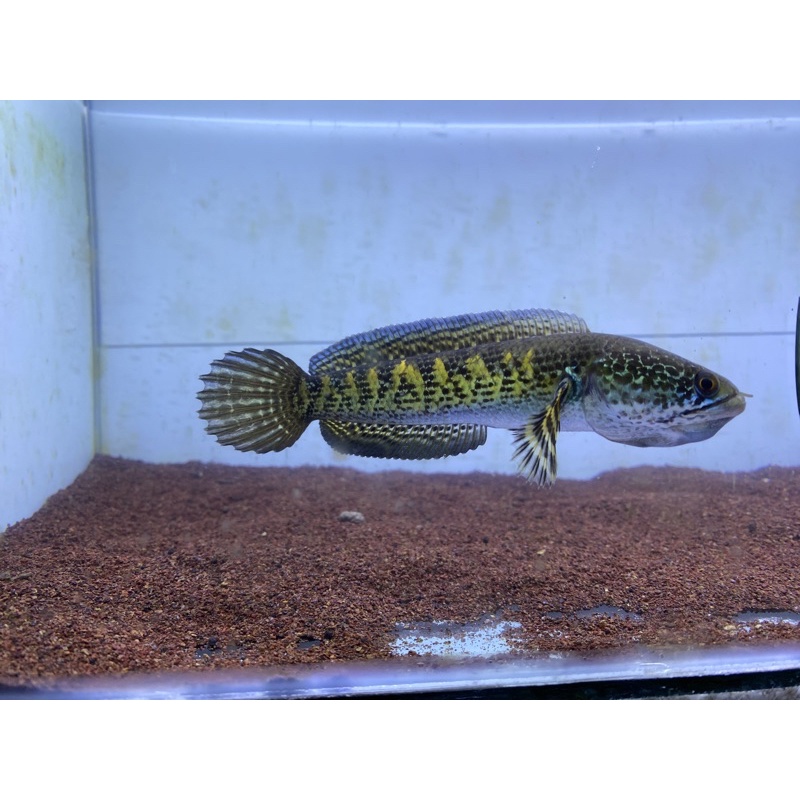 auranti size 15cm (no po)