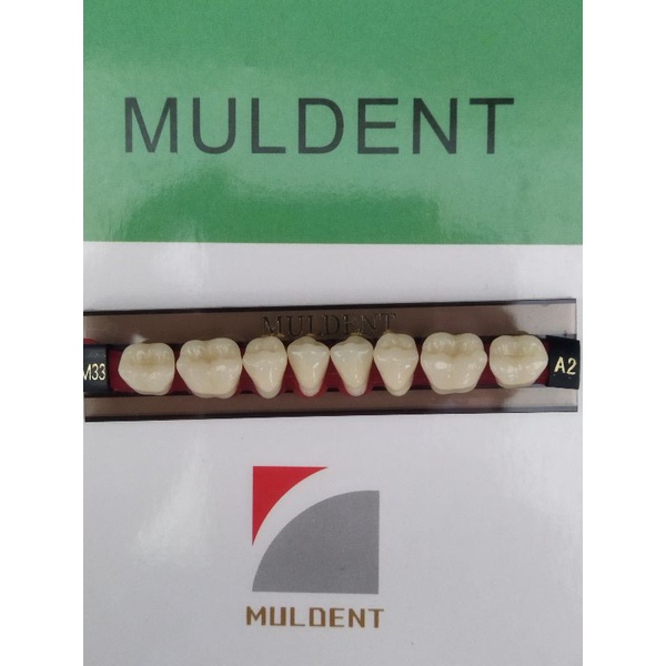 GIGI PALSU / GIGI MULDENT GERAHAM BAWAH / PER BARIS ISI 8 PCS / UKURAN M33L : A3.5