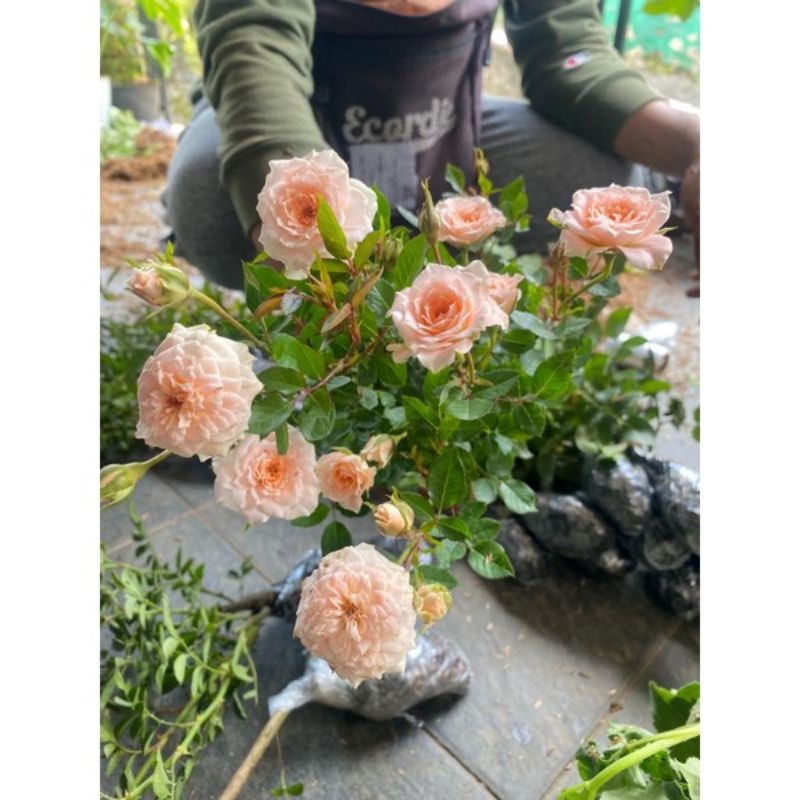 bibit bunga Mawar mini impor -mawar minion - baby roses (mawar mini)