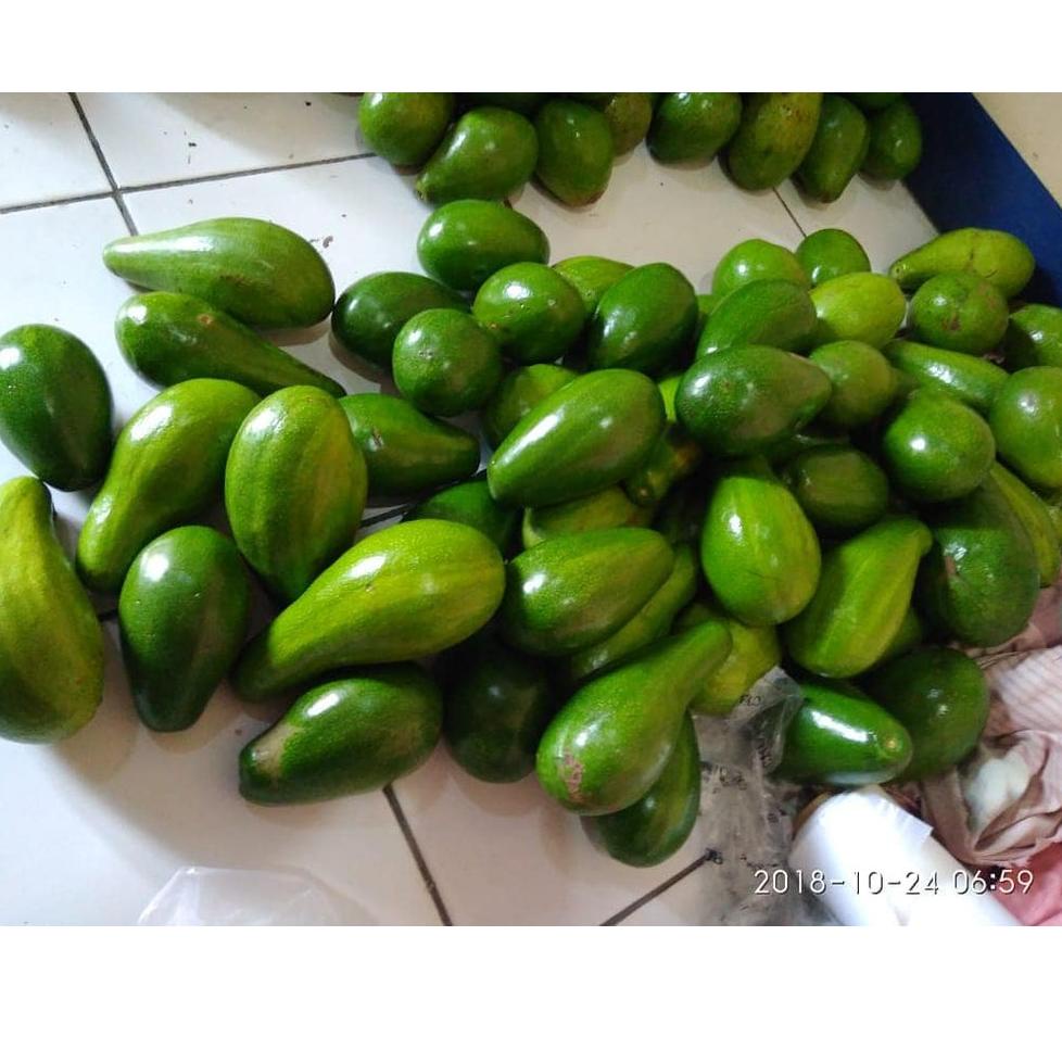 

㊋ Alpukat Mentega Premium LANGSUNG CHECKOUT 3579 ♘