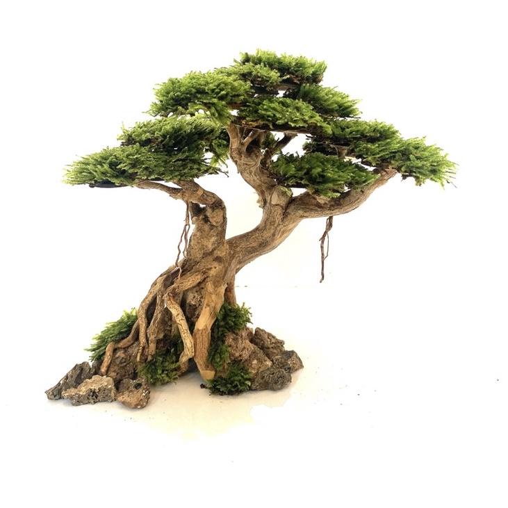 ろ BONSAI AQUASCAPE PROMO BONUS MOSS WEEPING COD ❦