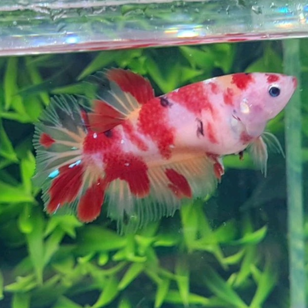 CUPANG GIANT HALFMOON/CUPANG GIANT HM/NEMO FIRE/BETINA