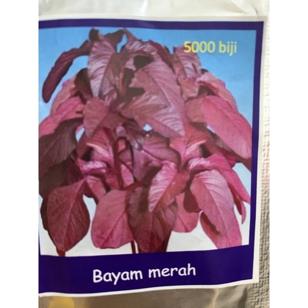Benih bayam merah isi +5000 biji