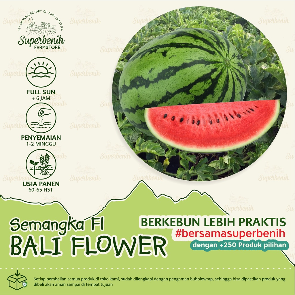 10 Biji - Benih Semangka Merah BULAT hibrida, rasa manis segar