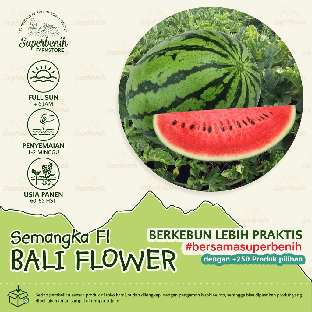 10 Biji - Benih Semangka Merah BALI FLOWER F1, rasa manis segar