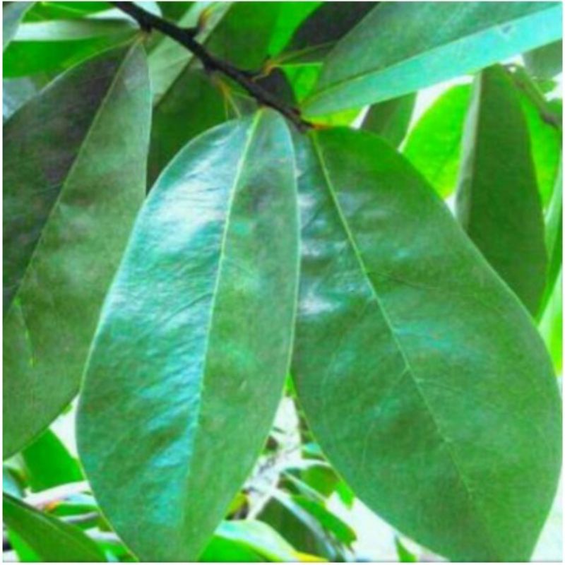 

Daun sirsak organik presh 100 lembar