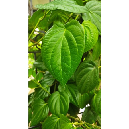 

20 lembar daun sirih hijau segar herbal organik