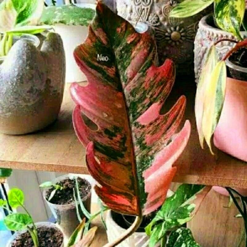 Tanaman Hias Philodendron Gergaji White// Philo Pink // Yellow Murah// tanaman hias hidup - bunga hi