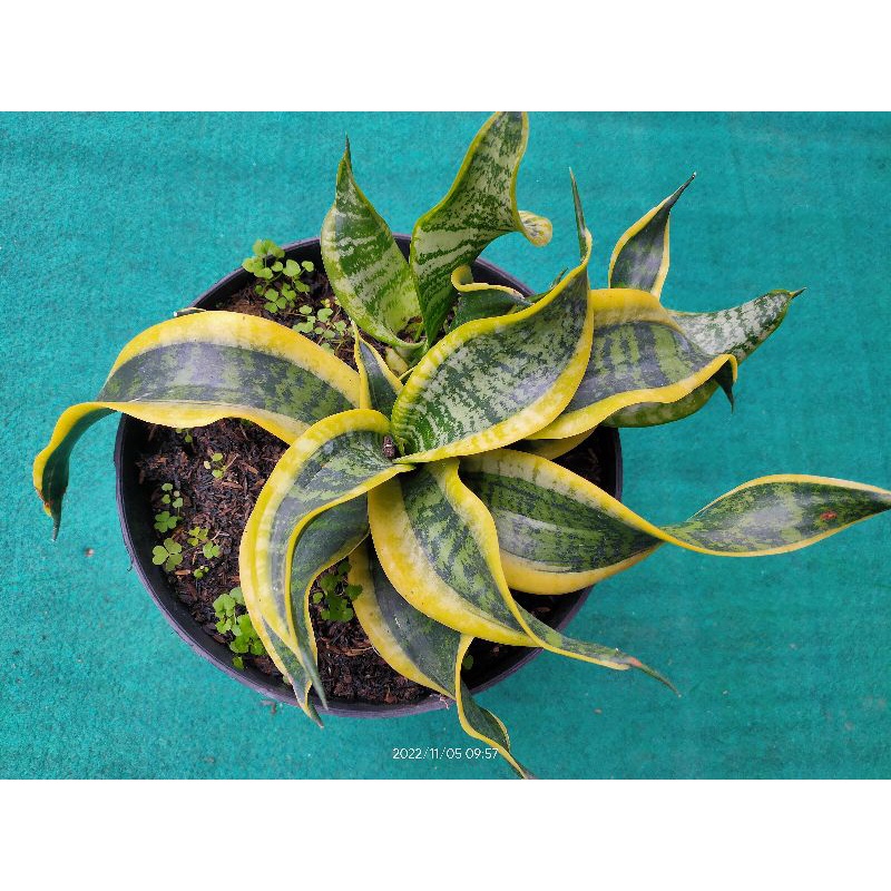 ST Tsunami Twister / Sanseviera Import