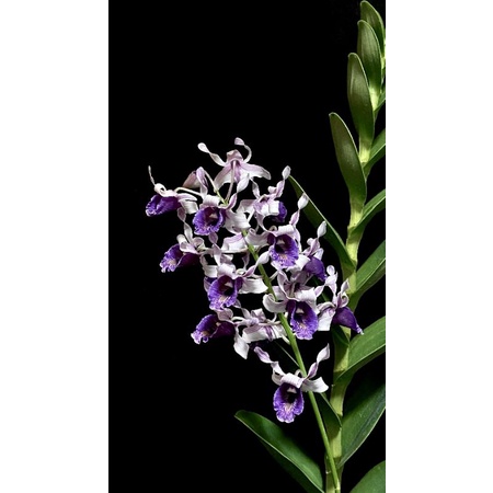 Dendrobium Nindii Seedling