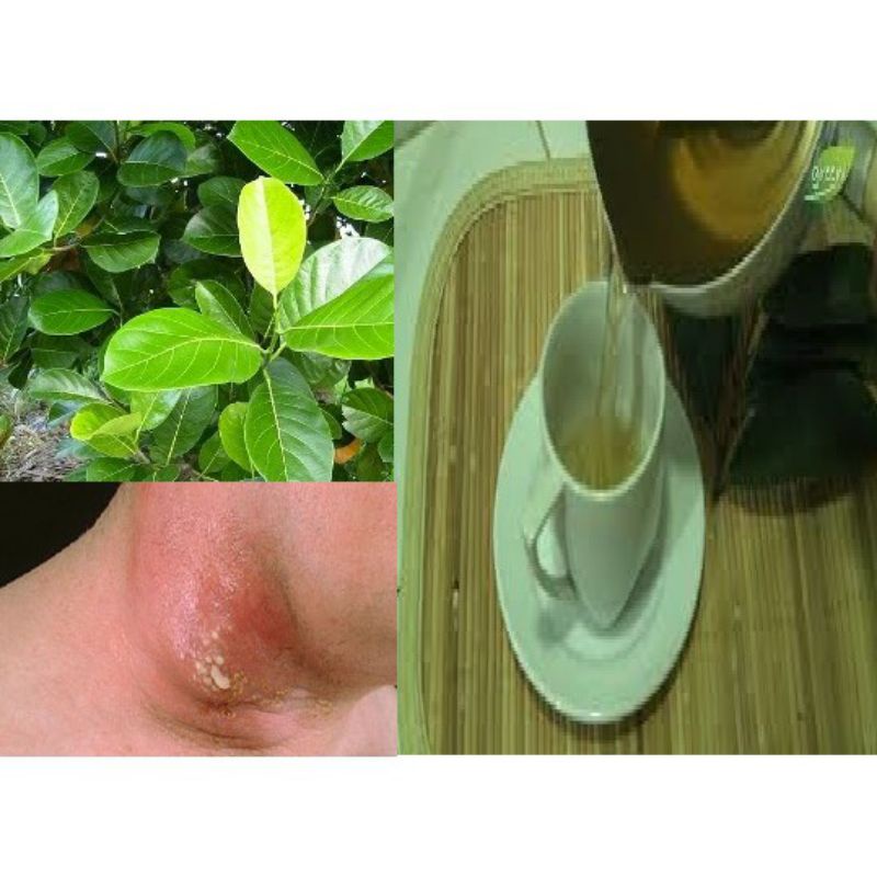 

daun nangka herbal diabetes isi 30lembar