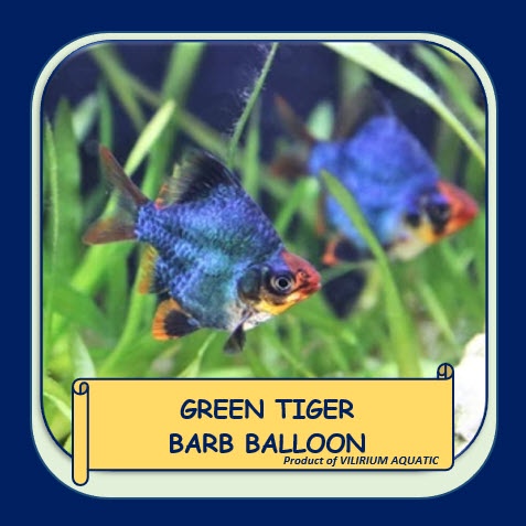 IKAN HIAS AIR TAWAR - GREEN TIGER BARB BALLOON / GREEN SUMATRA BARB BALLOON / SUMATRA HIJAU BALON (±