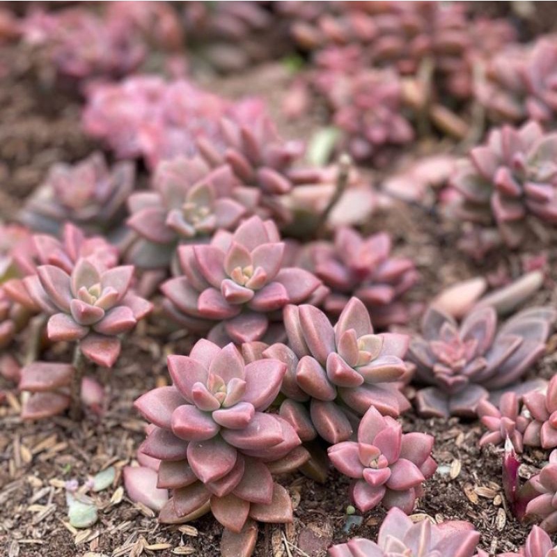 Sukulen Graptopetalum Bronze