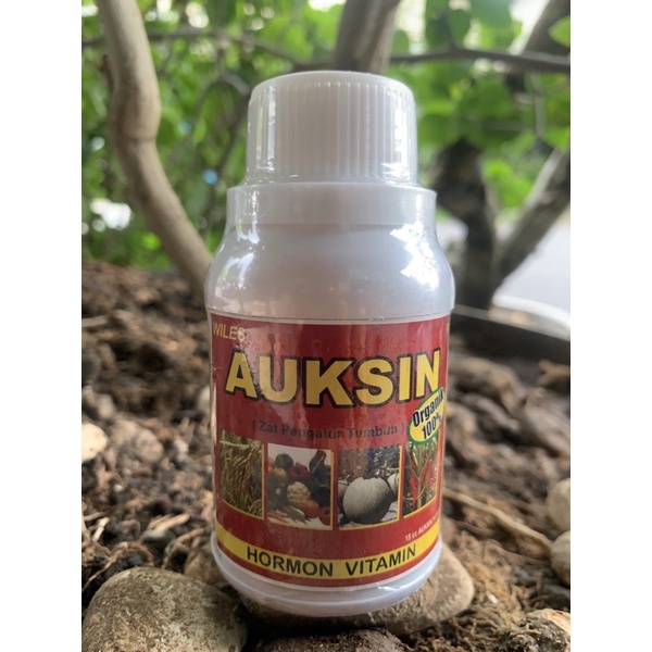 auksin 100ml