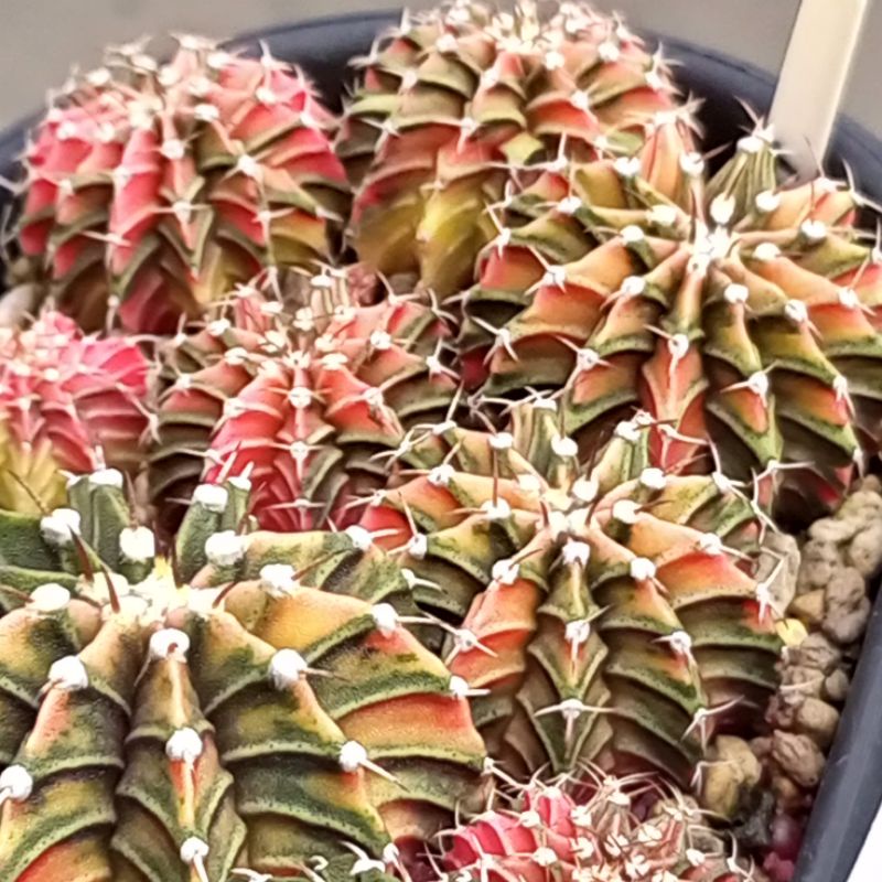 Kaktus Mini LB VARIGATA